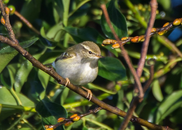 Yellow-browed Warbler