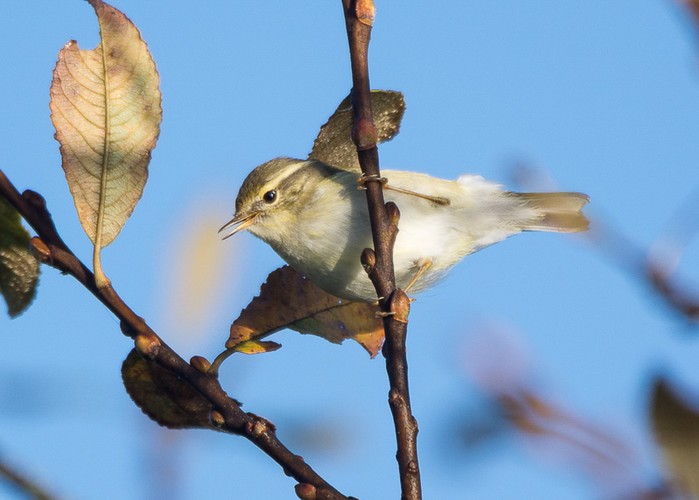 Yellow-browed Warbler