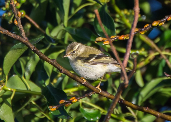 Yellow-browed Warbler