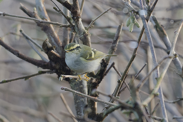 Pallas's Warbler