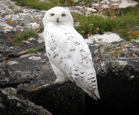 Snowy Owl