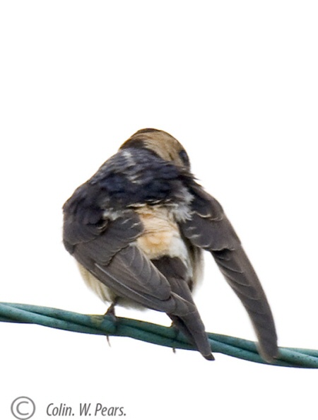 Red-rumped Swallow