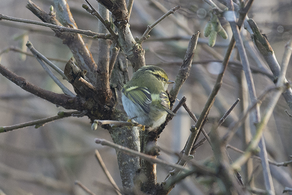 Pallas's Warbler