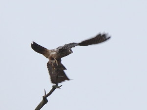 Peregrine