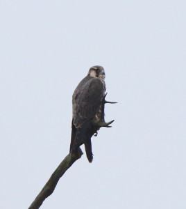 Peregrine