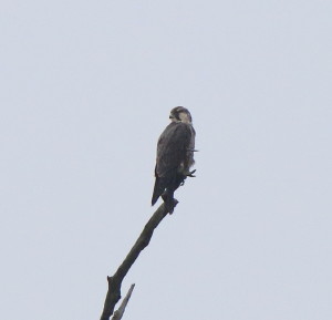 Peregrine
