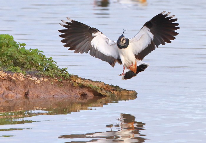 Lapwing