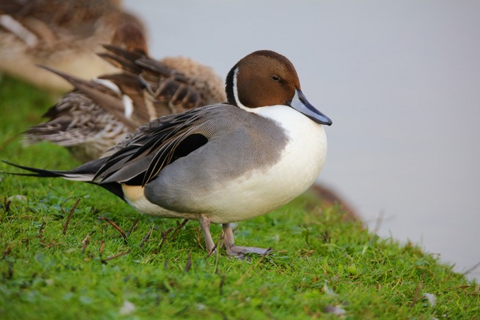 Pintail