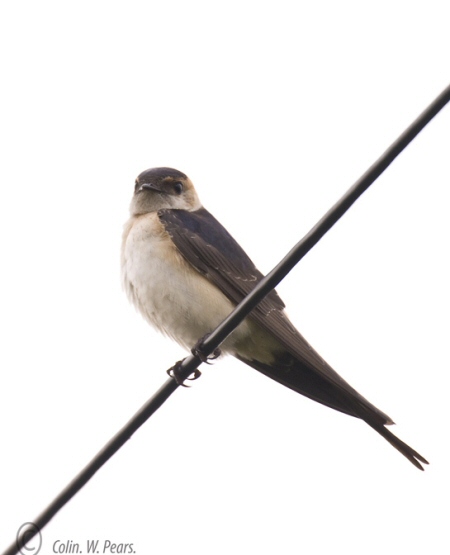 Red-rumped Swallow