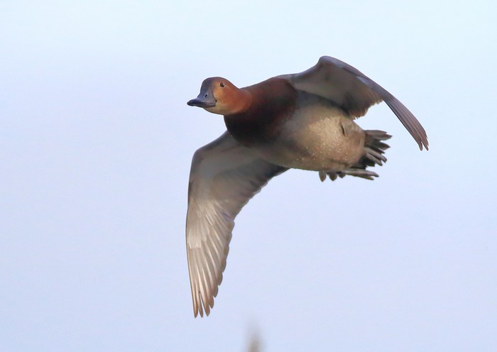 Pochard