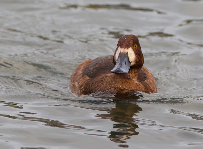 Scaup