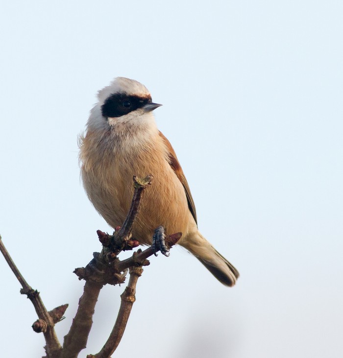 Penduline Tit