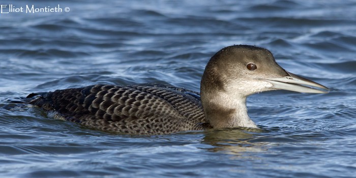 Great Northern Diver