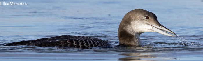 Great Northern Diver