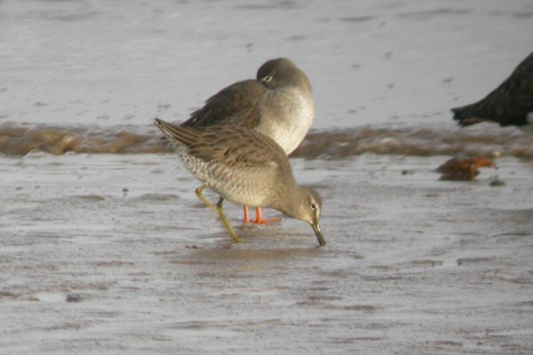 Long-billed Dowitcher