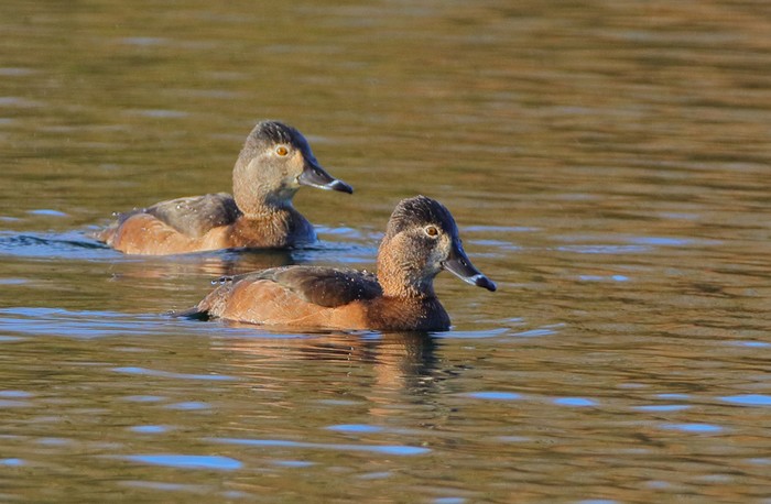 Ring-necked Duck