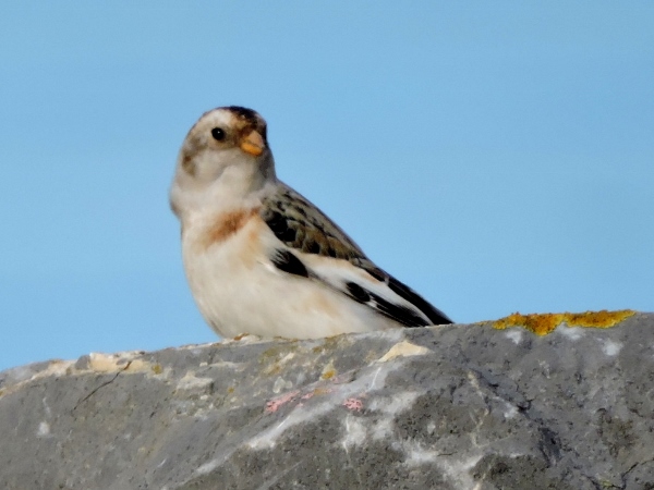 Snow Bunting
