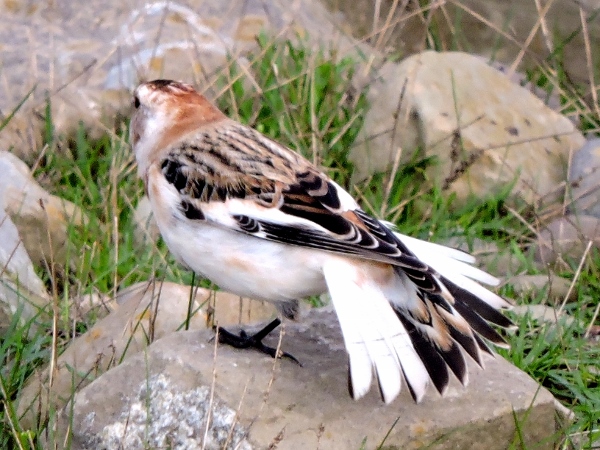 Snow Bunting
