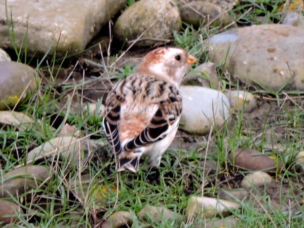 Snow Bunting