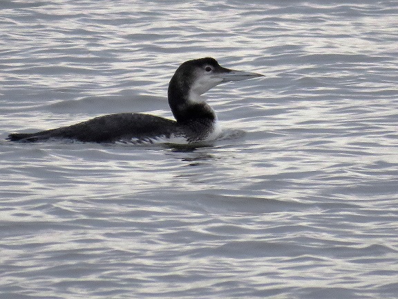Great Northern Diver