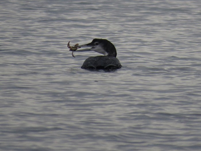 Great Northern Diver