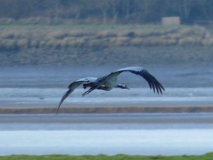 Common Crane