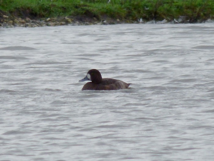 Scaup