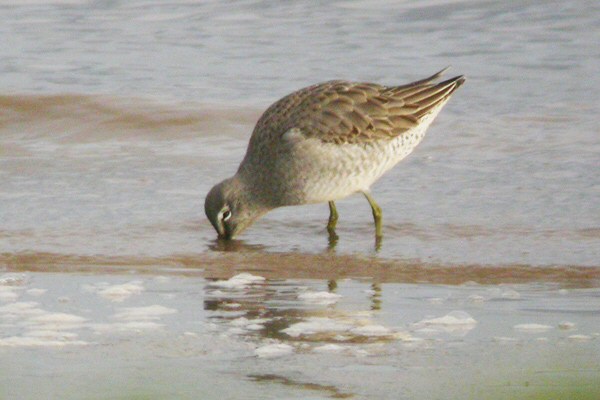 Long-billed Dowitcher