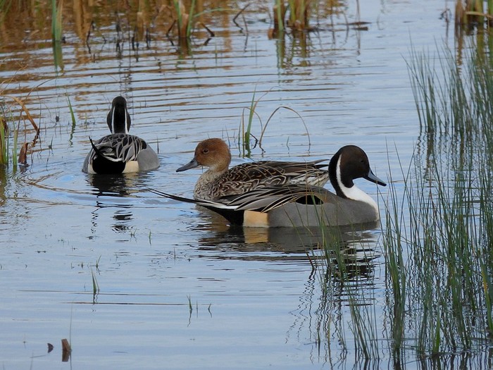 Pintail