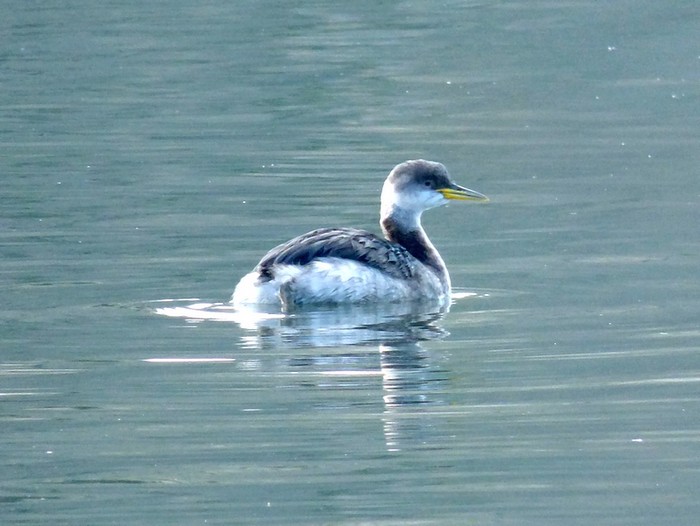 Red-necked Grebe