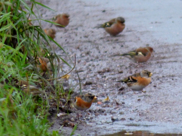 Brambling