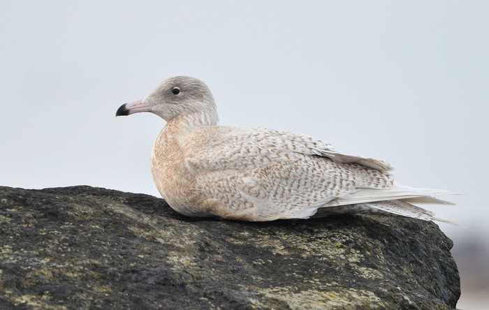 Glaucous Gull