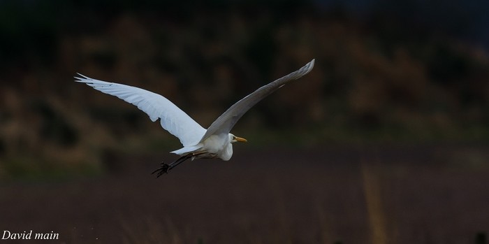 Great White Egret