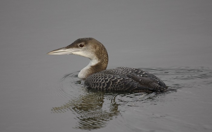 Great Northern Diver