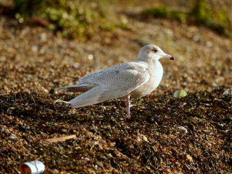 Glaucous Gull