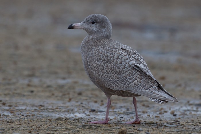 Glaucous Gull