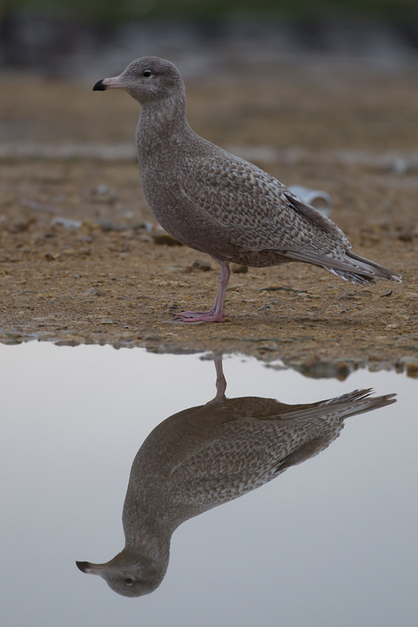 Glaucous Gull