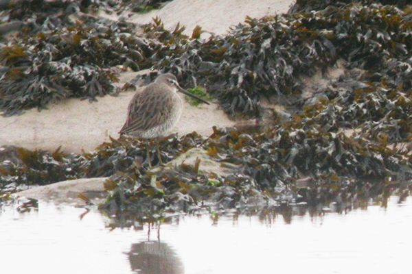 Long-billed Dowitcher