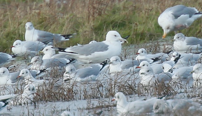 Caspian Gull