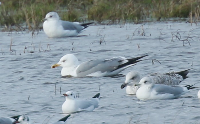 Caspian Gull