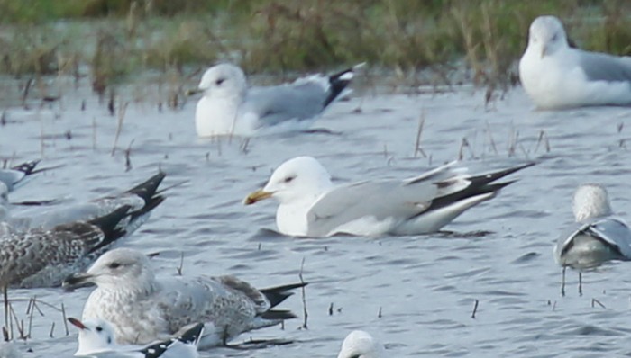 Caspian Gull