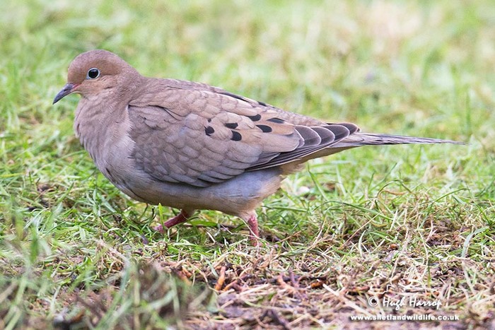 Mourning Dove