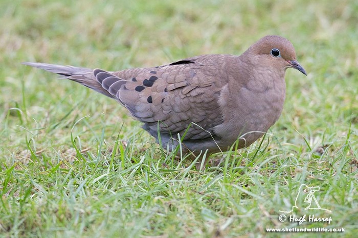 Mourning Dove