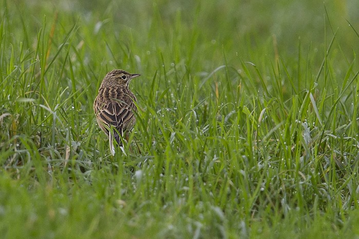 Richard's Pipit