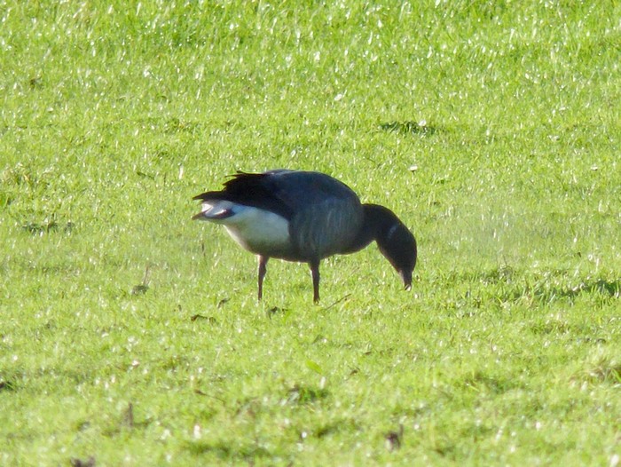 Dark-bellied Brent Goose