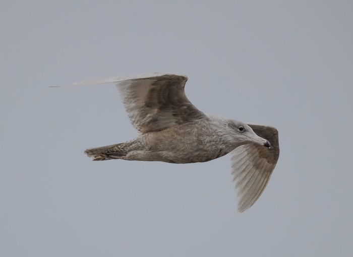 Glaucous Gull