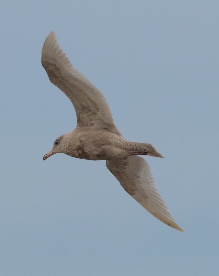 Glaucous Gull
