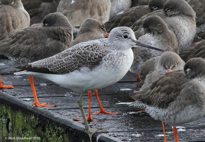 Greenshank
