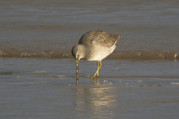 Long-billed Dowitcher