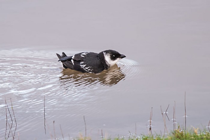 Little Auk